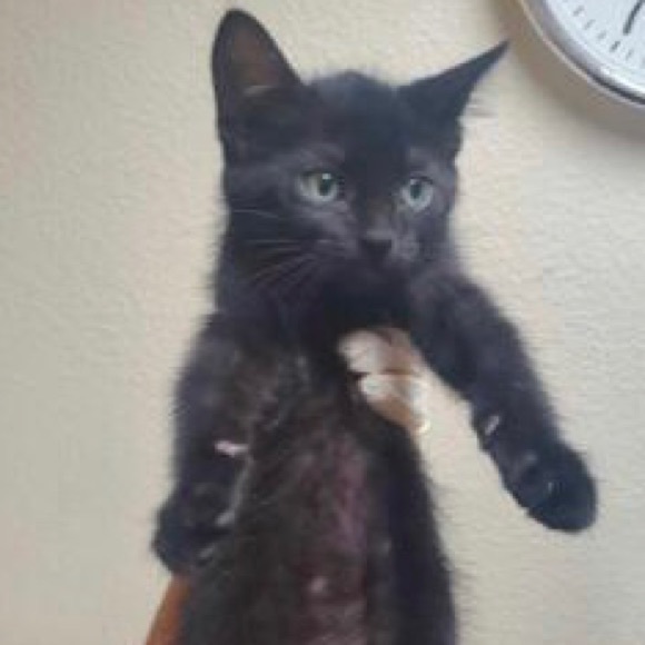 Meet your Posher, Miss K Marie - Picture 2 of 6